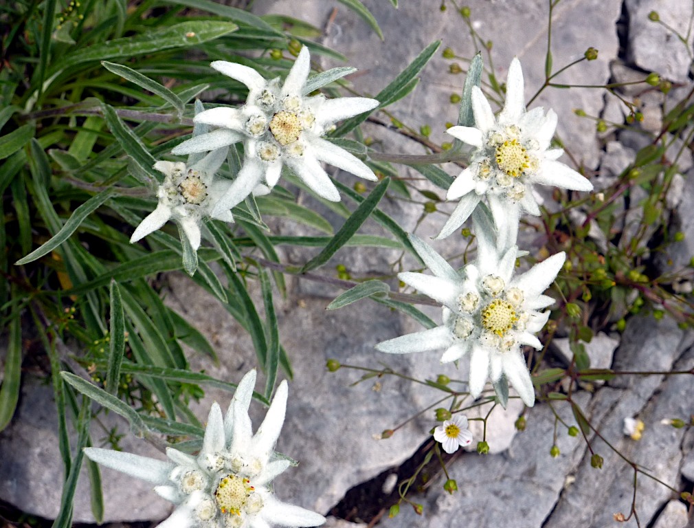 Stelle alpine alla forcella di Varicla (lato bresciano).