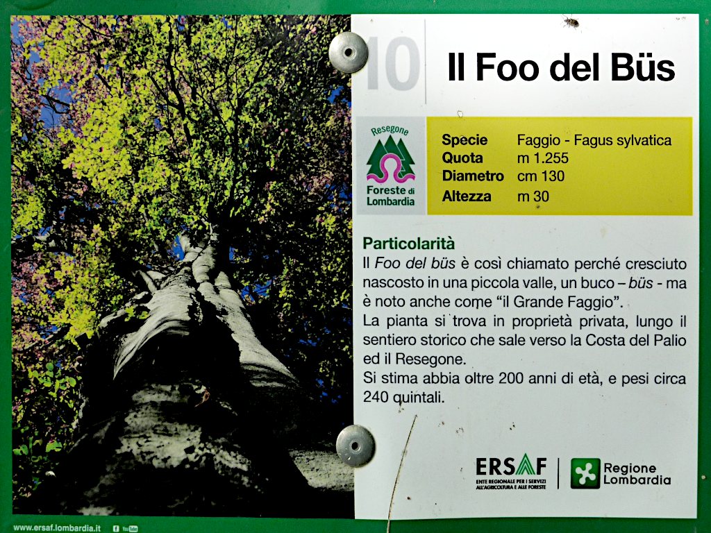 Le info di ERSAF nella piccola targa posta ai piedi del Foo del Büs (il Grande Faggio).