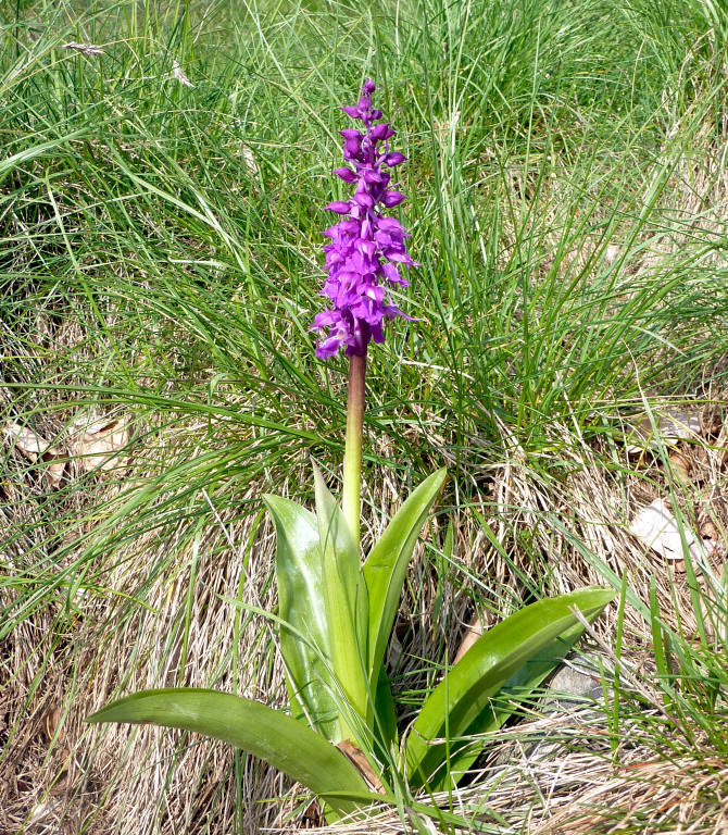 Orchide maschia (Orchis mascula), presso Il Pizzo.