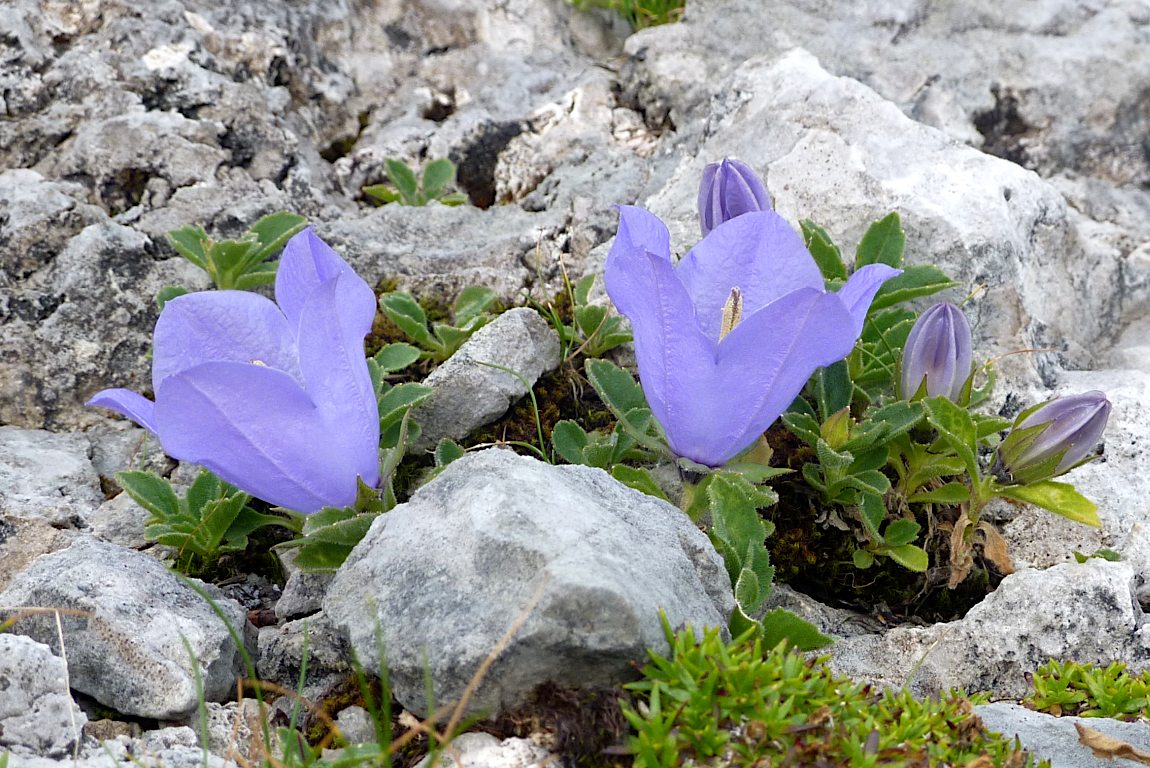 Campanula dell'arciduca (Campanula Raineri) sul 423D.