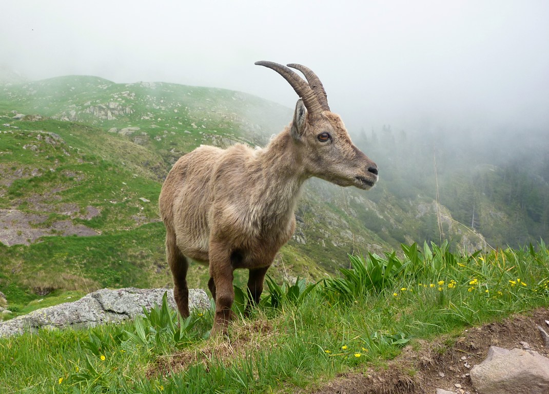 Femmina di stambecco, a meno di 2 m di distanza.