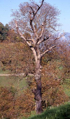 Tour ad Alino (S.Pellegrino Terme)