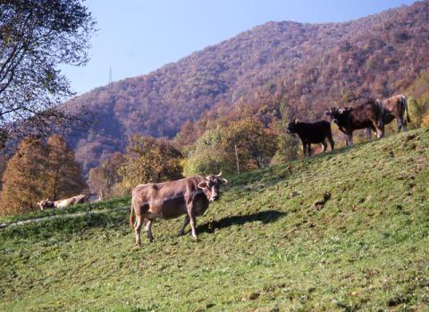 Tour ad Alino (S.Pellegrino Terme)