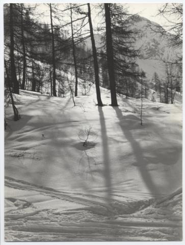 CONTROLUCE NELLA PINETA