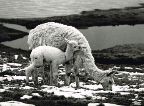 Spedizione CAI Vilcanota '82