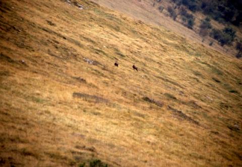 Aralalta, Baitù e Pizzino