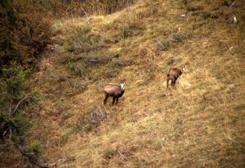 Aralalta, Baitù e Pizzino
