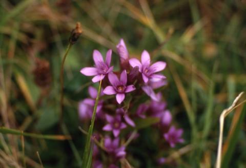 Aralalta, Baitù e Pizzino