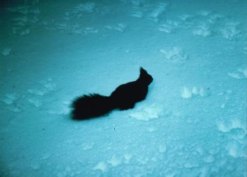 Alti Tatra - traversata scialpinistica