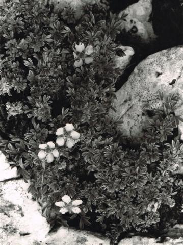 Fiori - Potentilla nitida