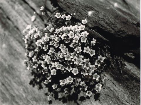 fiore - saxifraga bryoides