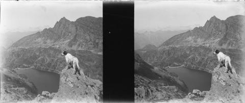 "Fopp (Fop), Gemelli (cane)"