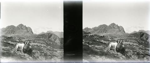 "Fopp (Fop), Gemelli (cane)"