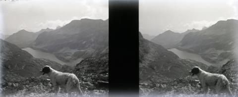 "Fopp (Fop), Gemelli (cane)"