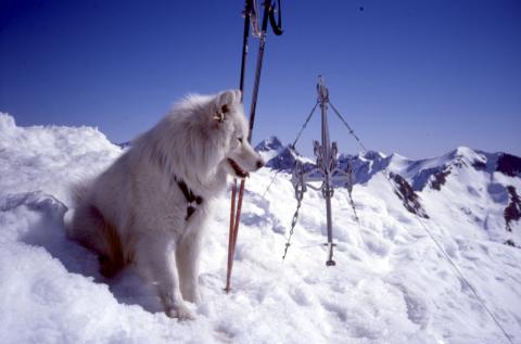 Corno Stella 12-3-1997