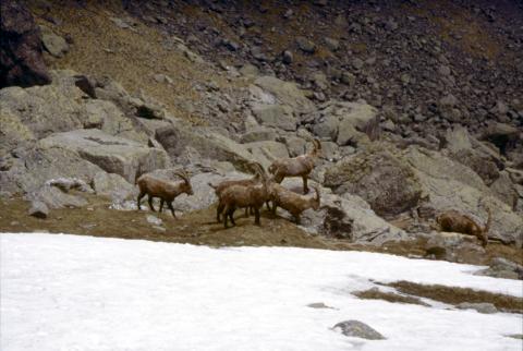 Pizzo 3 Signori - 21.05.1997