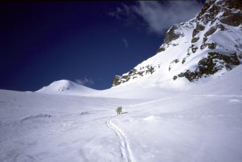 Alpe Devero - Pizzo Bandiera - 1-05-1999