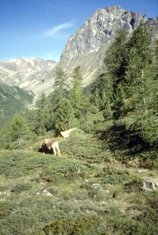 Scima di Saoseo - 31-08-1999