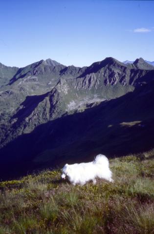 Cima Siltri (San Simone)  18-07-2012