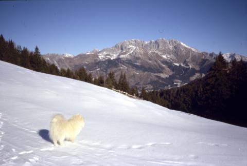 22-02-2012 - Monte Alto (Magnolini)