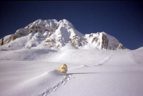 Cima dei Siltri, Forcella Rossa, San Simone