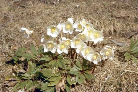 01-04-2012 - Pizzo Badile da Valleve	