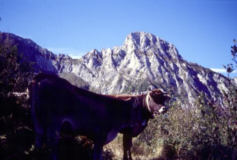12/9/2003 - Passo di Mezzamalga e Malga Volano