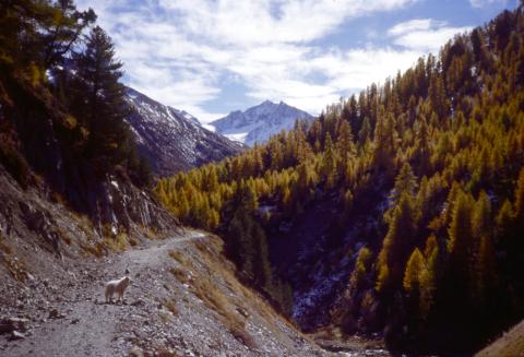 12-9-2003 – Passo Mezzamalga, conca al Volano