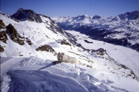 17-3-2004 - Piz Lunghin - Piz dal Sasc