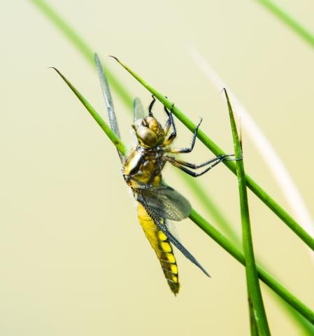 Concorso Ottolini 2018
