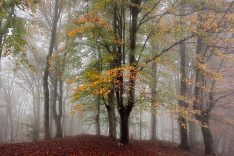 Concorso Ottolini 2019