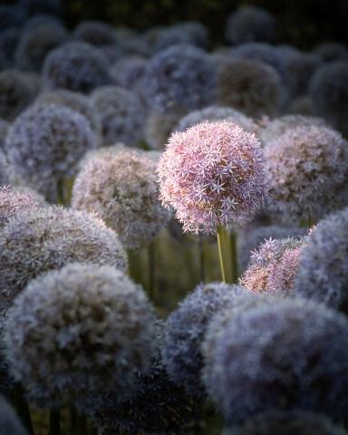 Concorso Ottolini 2019