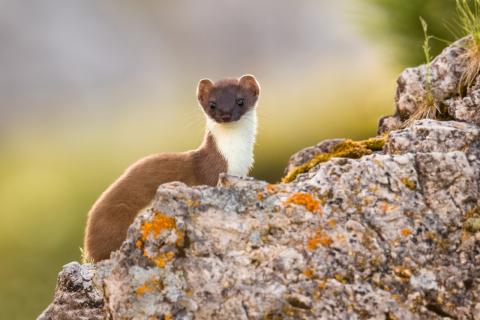 Concorso Ottolini 2019