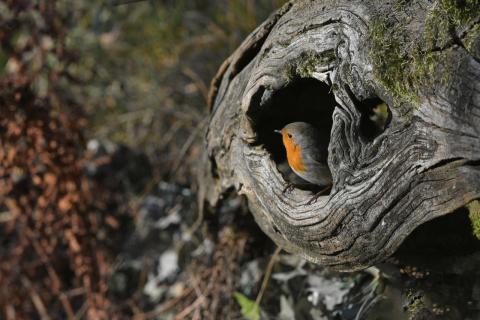 Concorso Ottolini 2020