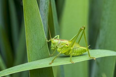 Concorso Ottolini 2020