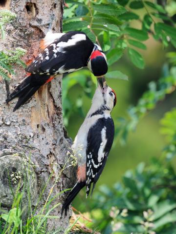 Concorso Ottolini 2020