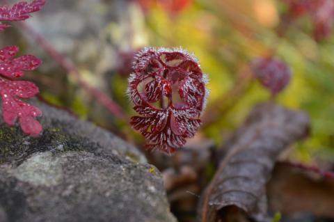 Concorso Ottolini 2020