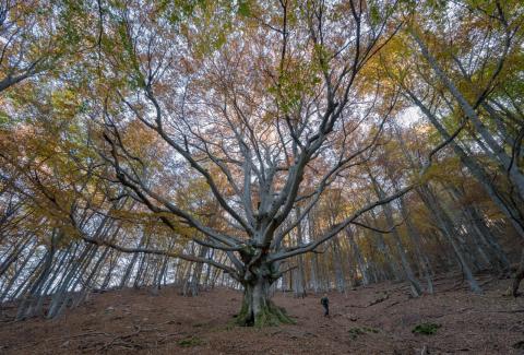 Concorso Ottolini 2021