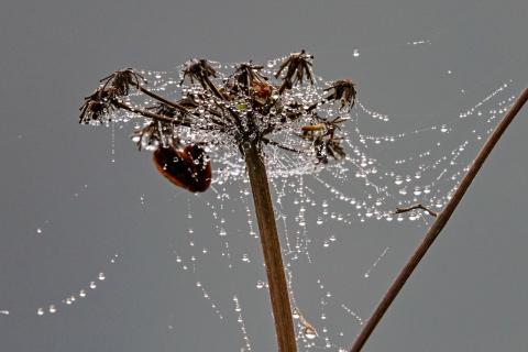 Concorso Ottolini 2021