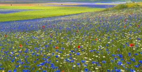 Concorso Ottolini 2015