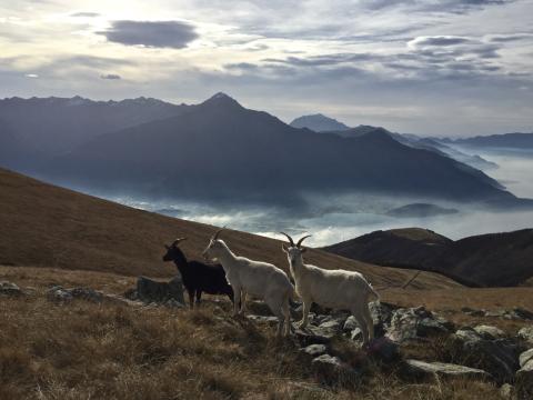 Concorso Ottolini 2015