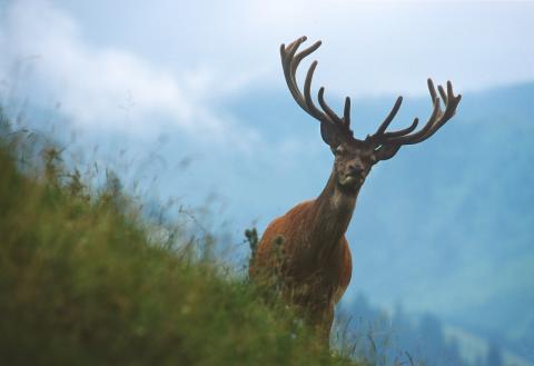 Concorso Ottolini 2015