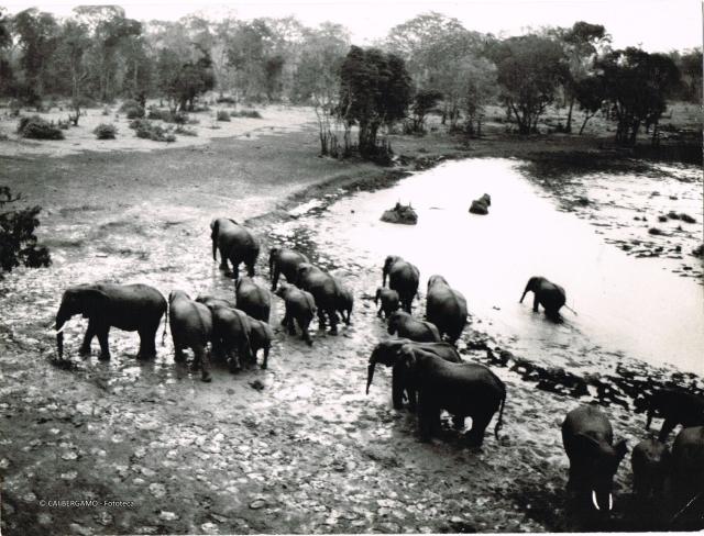 Safari 1966