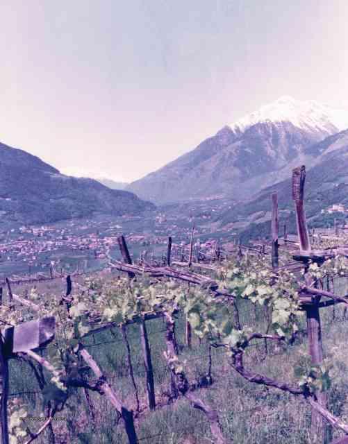 Alto Adige