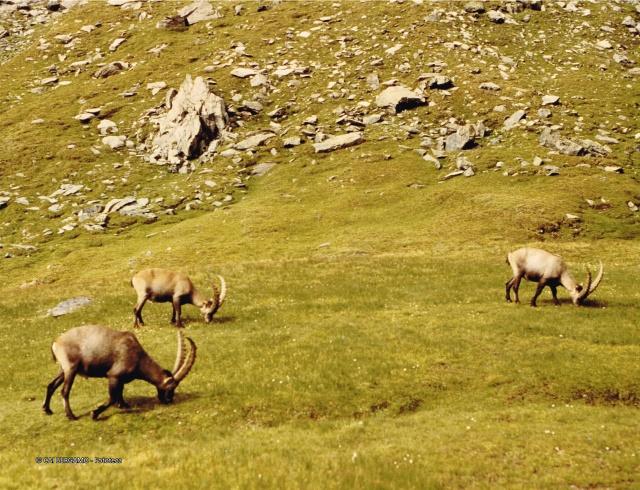 Alpi Graie