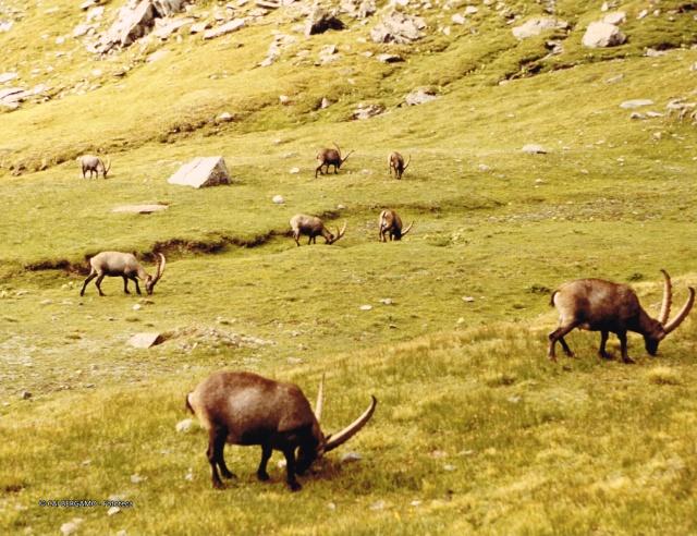 Alpi Graie