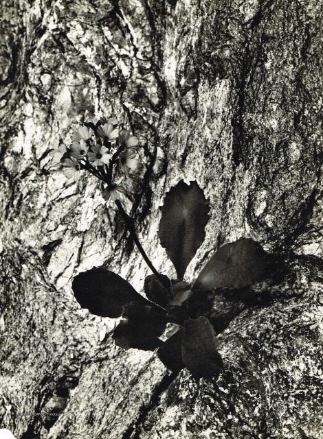 Flora alpina