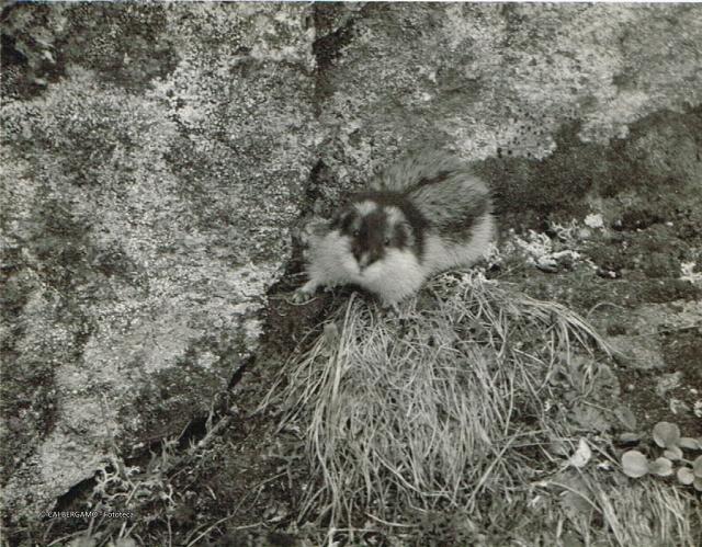 Fauna