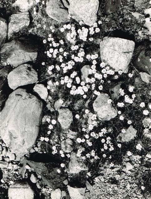 Flora alpina