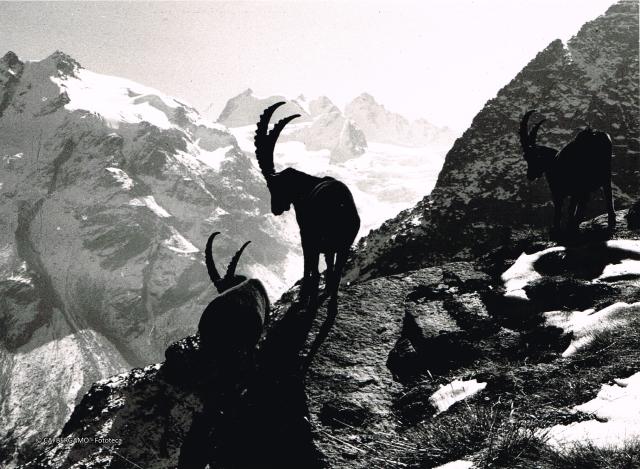 Gran Paradiso